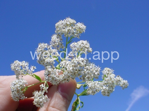 pepperweed, perennial